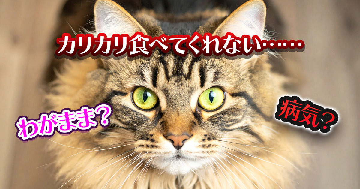 猫がカリカリを食べないのはわがまま？原因と効果的な対処法を詳しく解説