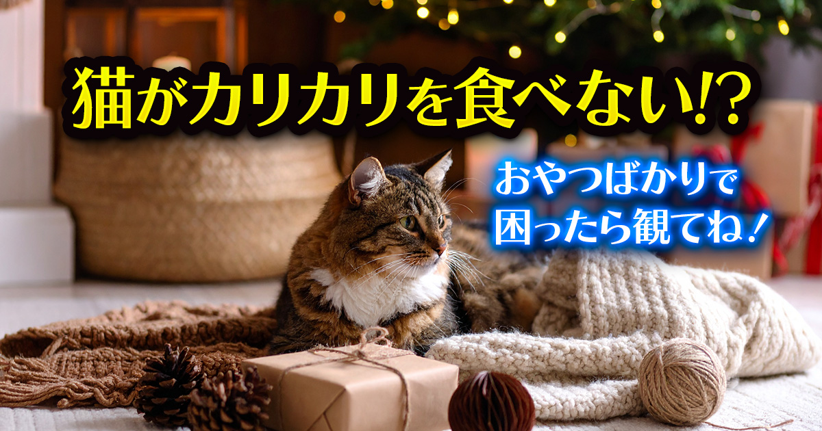 猫がカリカリを食べない原因と対策 おやつばかり欲しがる愛猫にできること
